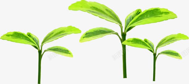 绿色环保树叶成长png免抠素材_新图网 https://ixintu.com 成长 树叶 环保 绿色