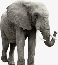 灰色皮肤威武的非洲象高清图片