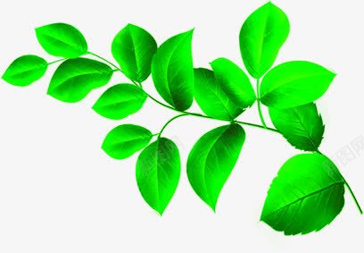 植物绿色树叶小清新海报png免抠素材_新图网 https://ixintu.com 树叶 植物 海报 清新 绿色