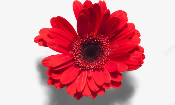 一朵红色的花png免抠素材_新图网 https://ixintu.com 一朵 一朵花 实物 实物花 植物 红色 红色花 花
