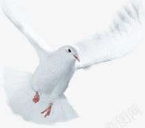 白色白鸽摄影角度png免抠素材_新图网 https://ixintu.com 摄影 白色 白鸽 角度