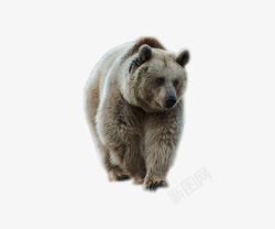 爬行狗熊哺乳动物素材