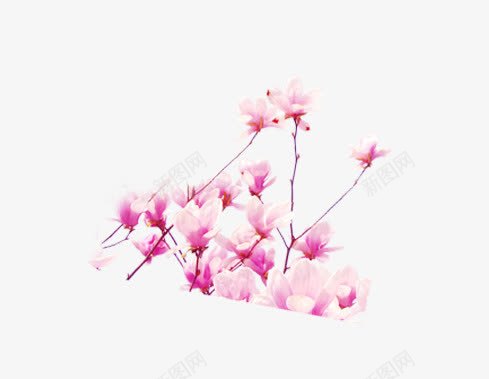 粉色的花png免抠素材_新图网 https://ixintu.com 树枝 粉色的花 花朵