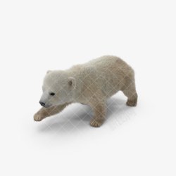 熊北极熊大白熊动物素材