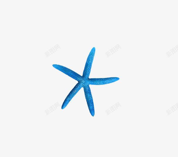 蓝色海星png免抠素材_新图网 https://ixintu.com 沙滩 海星 蓝色