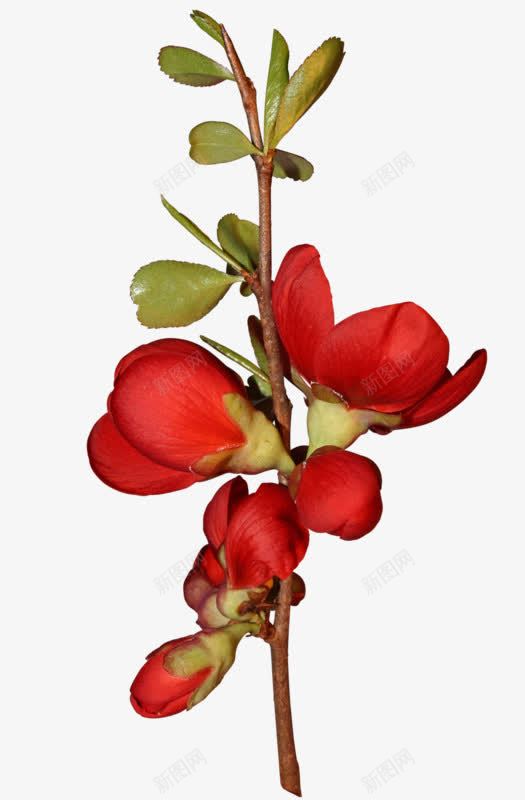 一枝红色的花png免抠素材_新图网 https://ixintu.com 一枝 红色 鲜花