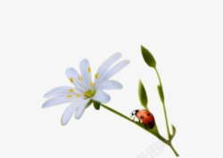 平面虫子素材花卉高清图片