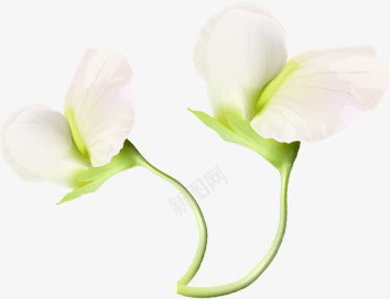 情人节植物卡通白色花朵png免抠素材_新图网 https://ixintu.com 卡通 情人 植物 白色 花朵
