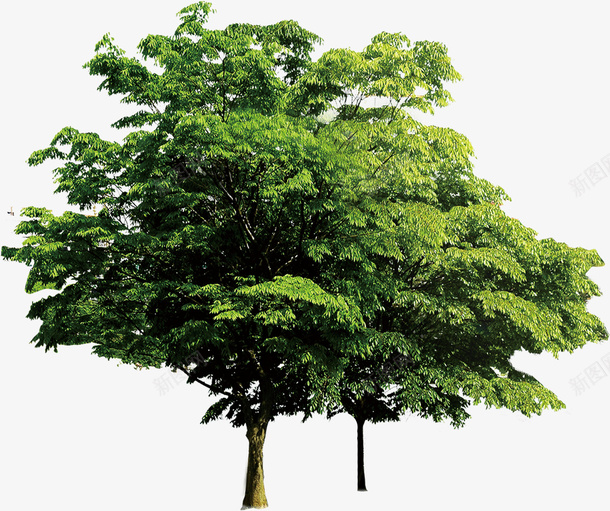 绿色的树png免抠素材_新图网 https://ixintu.com 小树 矢量装饰 绿色 装饰 装饰画