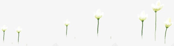 白色路边装饰花朵png免抠素材_新图网 https://ixintu.com 白色 花朵 装饰 路边