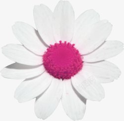 粉色白花瓣背景装饰素材