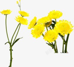 黄色花朵植物手绘春天素材