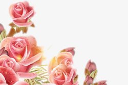 粉色唯美水彩玫瑰花朵素材
