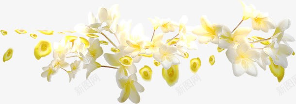 白色鹅掌花png免抠素材_新图网 https://ixintu.com 植物 白色 花朵 花瓣