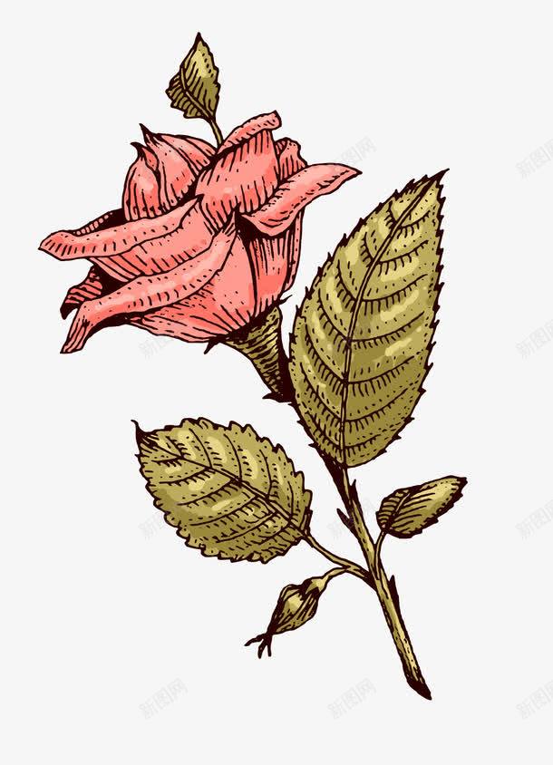 手绘玫瑰png免抠素材_新图网 https://ixintu.com 一枝花 手绘玫瑰 矢量玫瑰 花