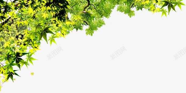创意摄影合成绿色草本植物png免抠素材_新图网 https://ixintu.com 创意 合成 摄影 绿色 草本植物