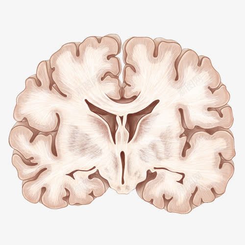 手绘人体大脑png免抠素材_新图网 https://ixintu.com 人脑 医疗 大脑横剖图 手绘大脑 脑花 脑部