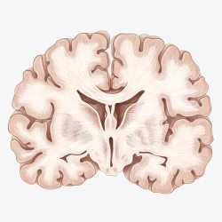 大脑横剖图手绘人体大脑高清图片