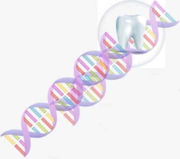 牙齿护理细胞研究png免抠素材_新图网 https://ixintu.com 护理 牙齿 研究 细胞