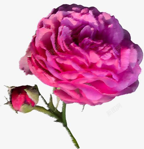 紫色美景花朵蔷薇png免抠素材_新图网 https://ixintu.com 紫色 美景 花朵 蔷薇