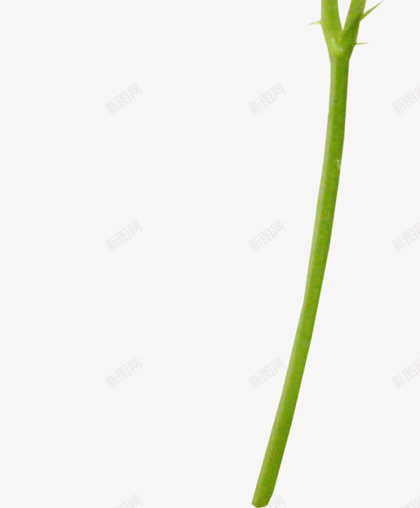 带尖刺的叶子png免抠素材_新图网 https://ixintu.com 尖刺 带刺的叶子 植物 绿色带刺植物