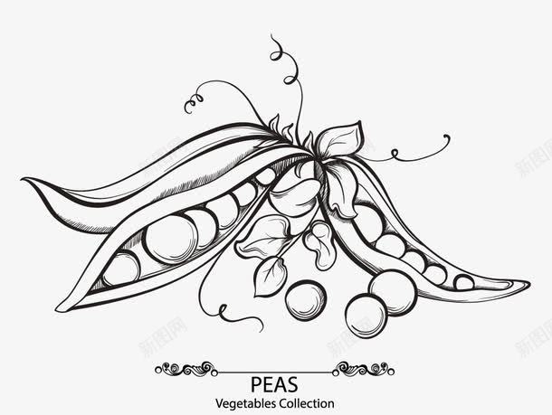 豌豆管管png免抠素材_新图网 https://ixintu.com 手绘 素描 豌豆