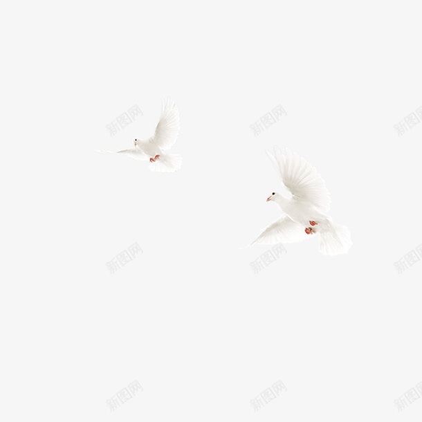白色和平鸽装饰图案png免抠素材_新图网 https://ixintu.com 和平鸽 图案 白色 装饰 设计