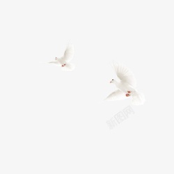 白色和平鸽装饰图案素材