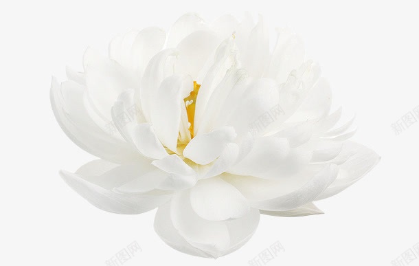 洁白色黄蕊花朵png免抠素材_新图网 https://ixintu.com 白色 花朵