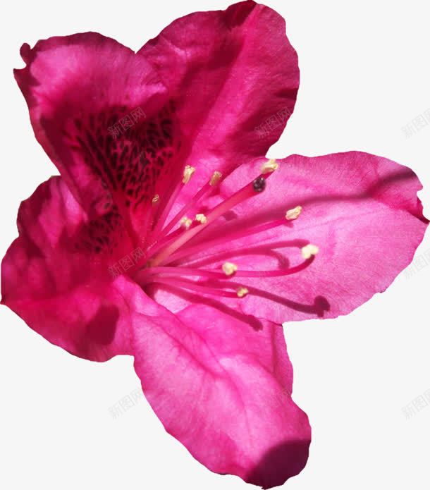 粉色花朵片png免抠素材_新图网 https://ixintu.com 图片 粉色 素材 花朵
