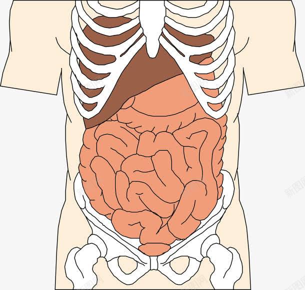 人体器官图标png_新图网 https://ixintu.com 五脏六腑 人体 人体五脏 人体器官 内脏 卡通人体器官图标 器官 心 肝脏 肺 胃