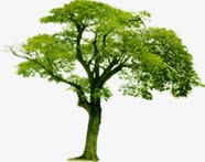 绿色树木唯美风景png免抠素材_新图网 https://ixintu.com 树木 绿色 风景