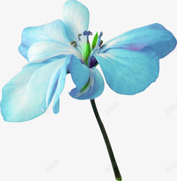 一朵蓝色花png免抠素材_新图网 https://ixintu.com 一朵花 产品实物 摄影 花卉 花朵 蓝色花 装饰