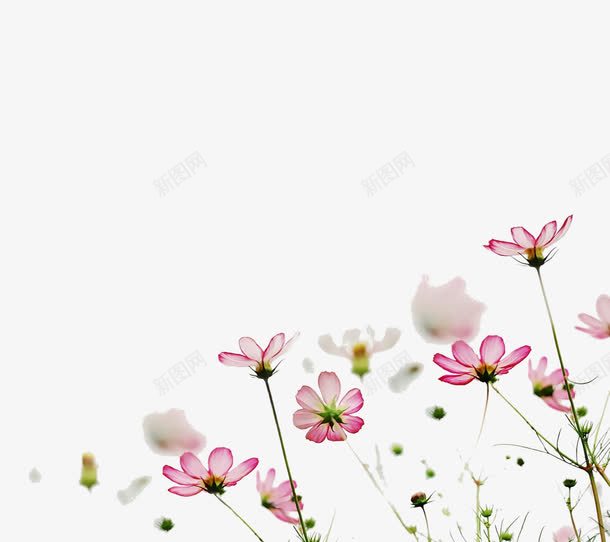 漂亮的小花png免抠素材_新图网 https://ixintu.com 可爱 小花 漂亮 粉色