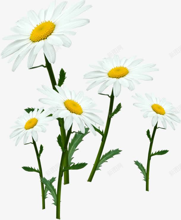 白色清新自然花朵png免抠素材_新图网 https://ixintu.com 清新 白色 自然 花朵