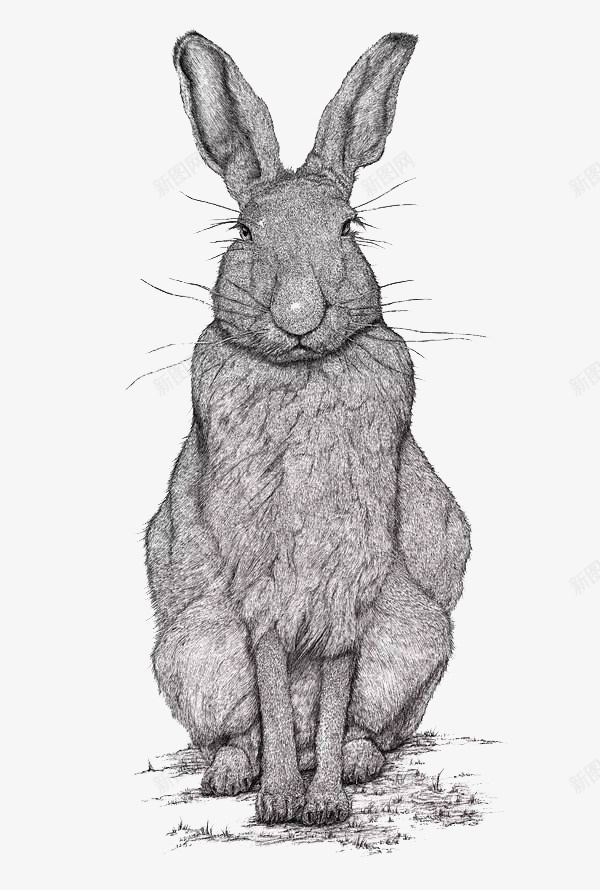 黑白素描兔子png免抠素材_新图网 https://ixintu.com 兔子 简约 素描 黑白