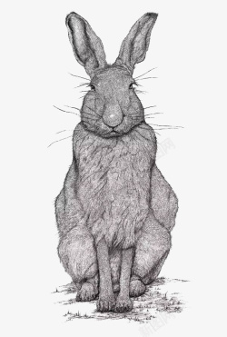 黑白素描兔子素材