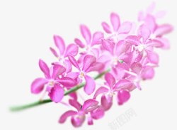 5月花紫色小花素材