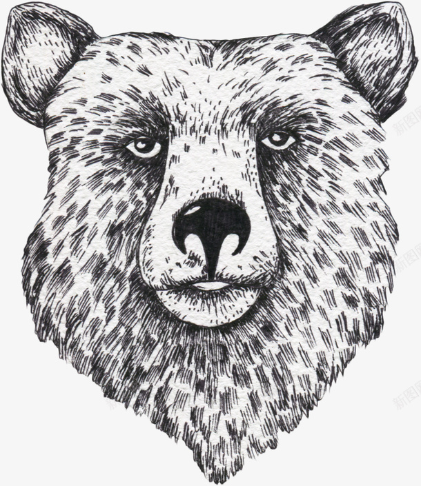 手绘的熊头png免抠素材_新图网 https://ixintu.com PNG图形 PNG装饰 动物 手绘 熊头 矢量熊头标志 装饰