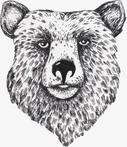 手绘的熊头素材
