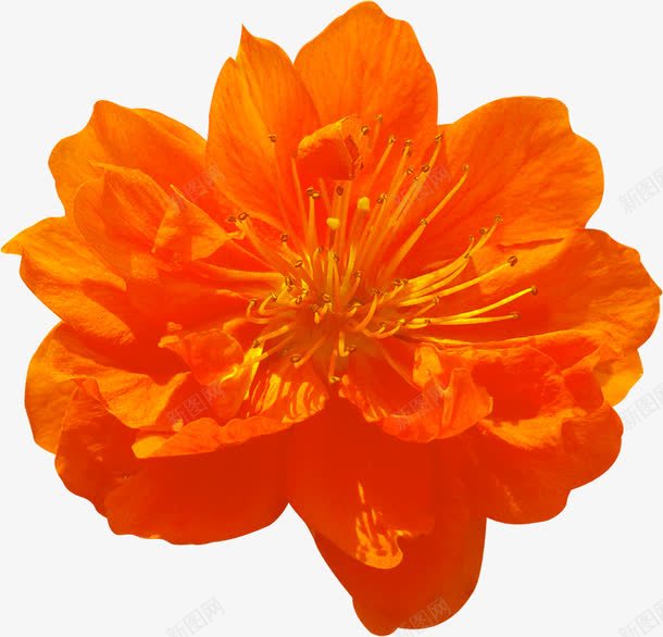 橙色花卉十字绣png免抠素材_新图网 https://ixintu.com 十字 图片 橙色 花卉