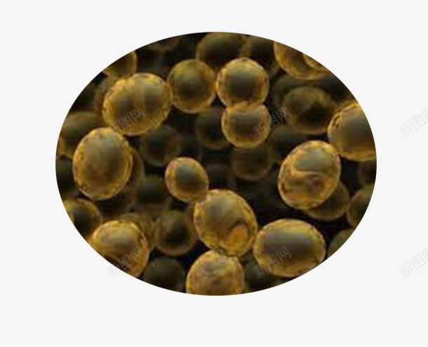 酵母菌png免抠素材_新图网 https://ixintu.com 微生物 显微镜下实物 酵母菌