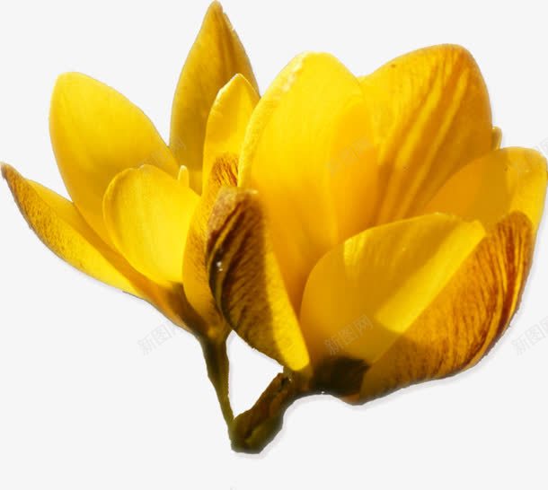 黄色花朵透明花朵花朵png免抠素材_新图网 https://ixintu.com 花朵 透明 高清 黄色