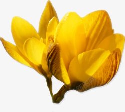 黄色花朵透明花朵花朵素材