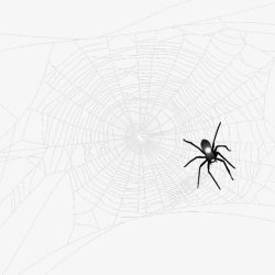 织网的蜘蛛素材