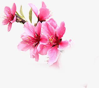 粉色唯美意境花朵png免抠素材_新图网 https://ixintu.com 意境 粉色 花朵