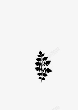绘画植物叶子黑白素材
