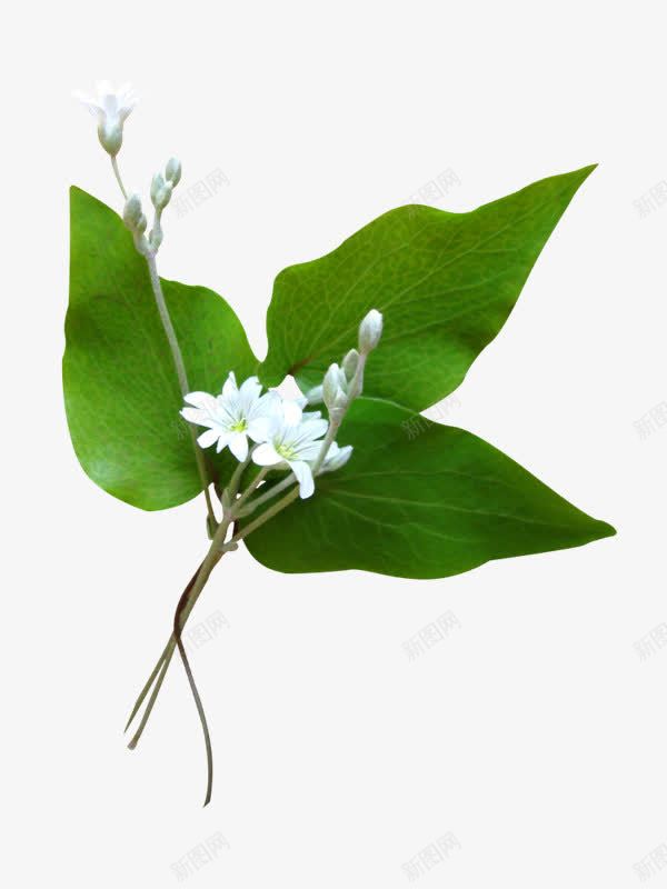 白色花朵绿色叶子树枝png免抠素材_新图网 https://ixintu.com 叶子 树枝 白色 绿色 花朵