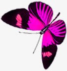 紫色唯美创意蝴蝶素材