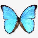 形态Didius肖像png免抠素材_新图网 https://ixintu.com animal butterfly didius morpho 动物 大闪蝶 蝴蝶